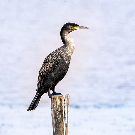 White breasted cormorant