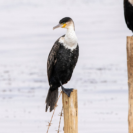 White breasted cormorant