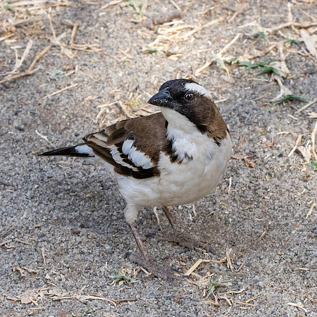 White browed sparrow weaver