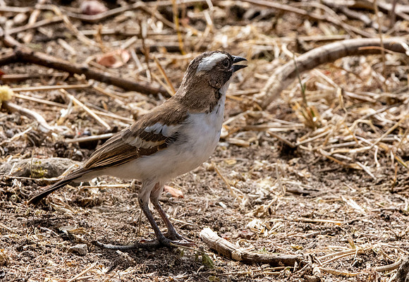 White browed sparrow weaver
