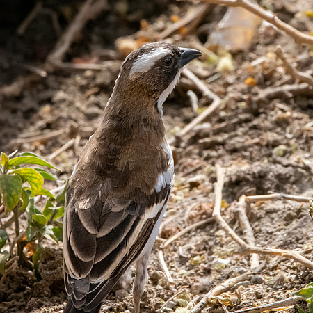 White browed sparrow weaver