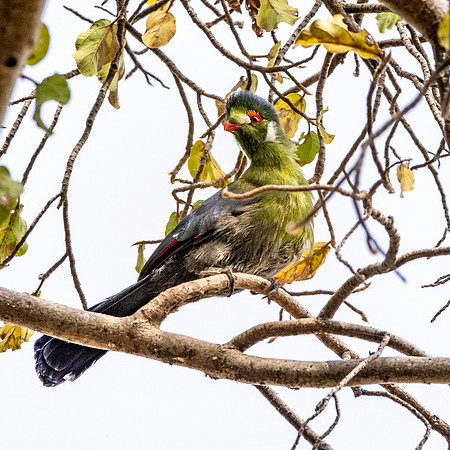 White cheeked turaco
