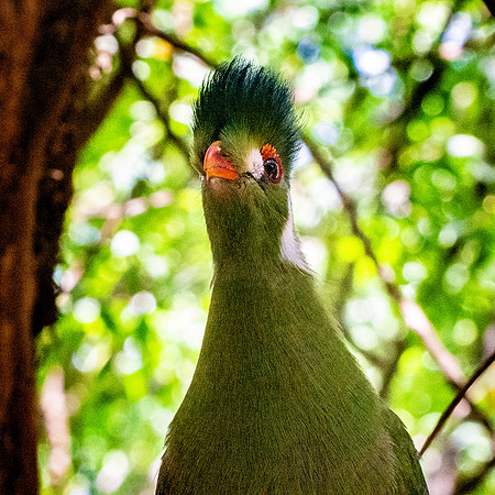 White cheeked turaco