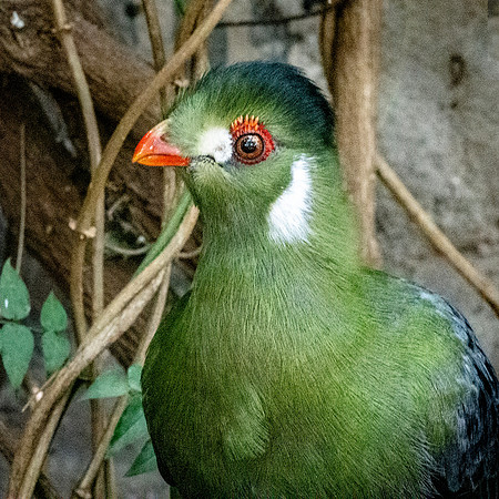 White cheeked turaco