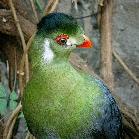 White cheeked turaco