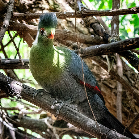 White cheeked turaco