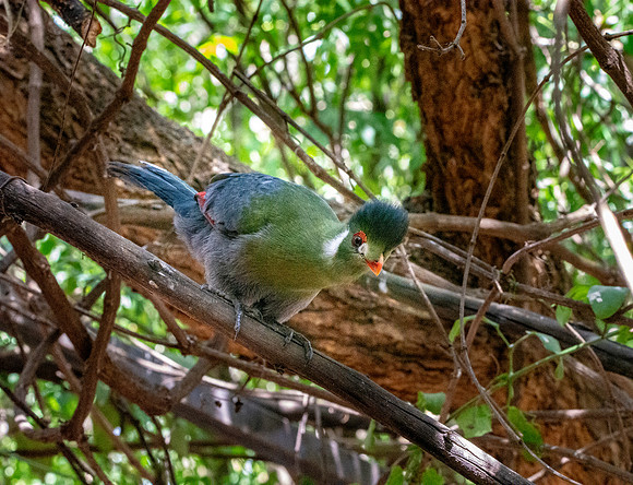 White cheeked turaco