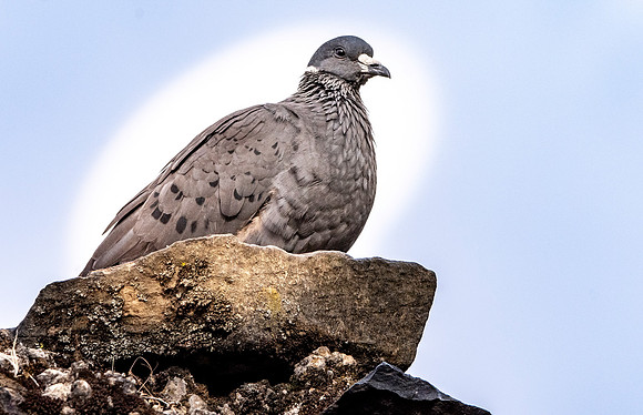 White collared pigeon