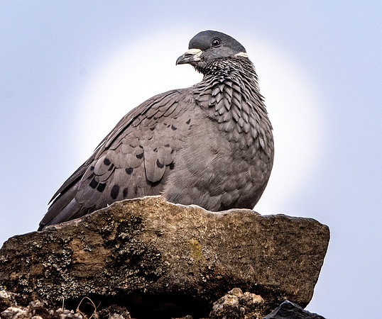White collared pigeon