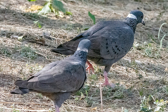 White collared pigeon