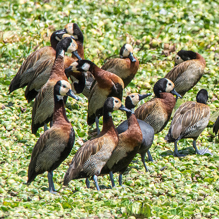 White faced whistling duck