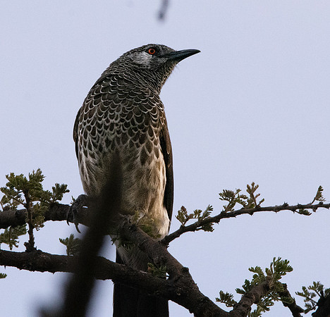 White rumped babbler