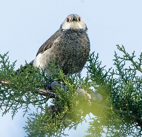 White rumped babbler