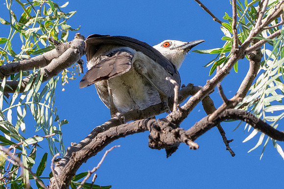 White rumped babbler