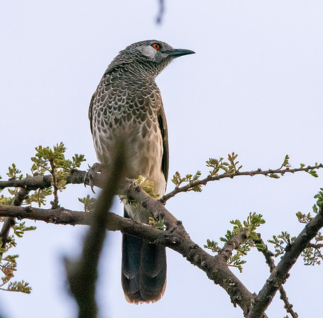 White rumped babbler