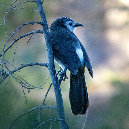 White rumped babbler