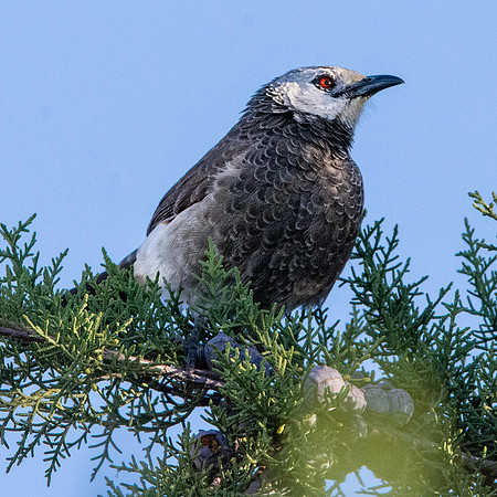 White rumped babbler