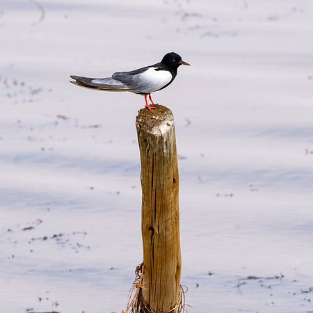 White winged black tern