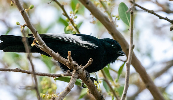 White winged black tit
