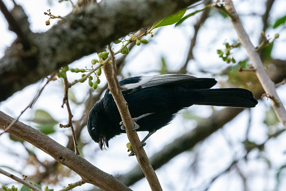 White winged black tit