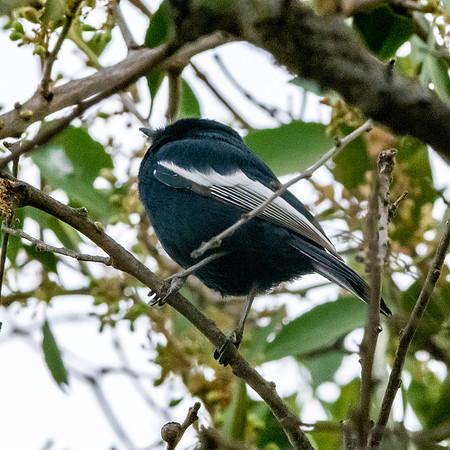 White winged black tit