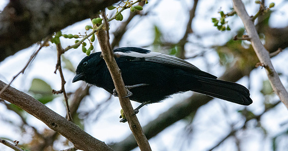 White winged black tit