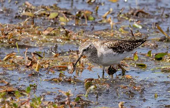 Wood sandpiper