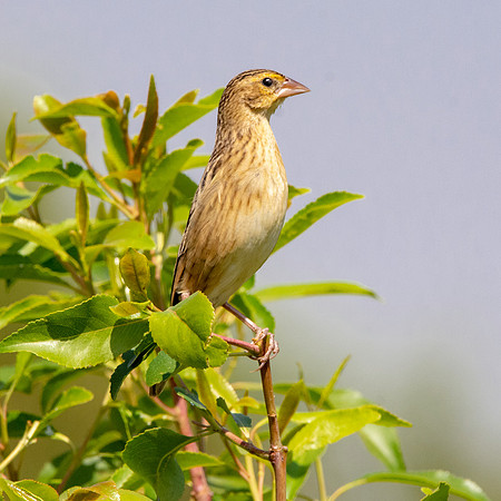 Yellow mantled widowbird