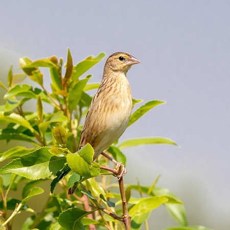 Yellow mantled widowbird