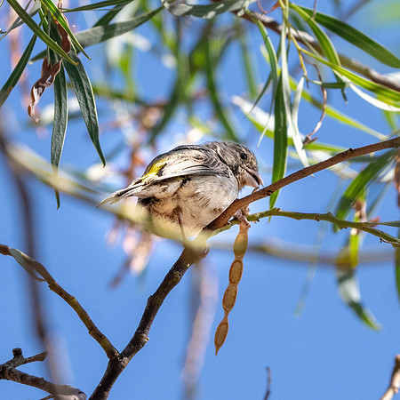 Yellow rumped seedeater