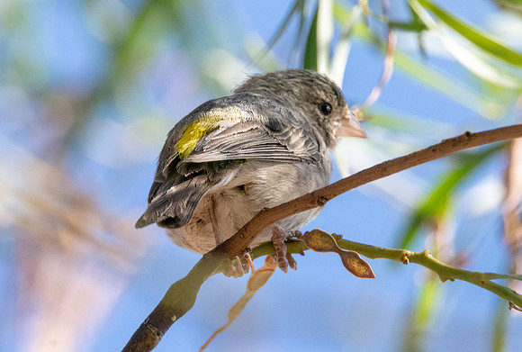 Yellow rumped seedeater