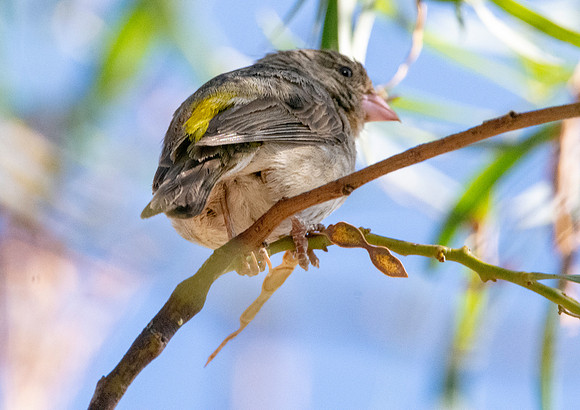 Yellow rumped seedeater