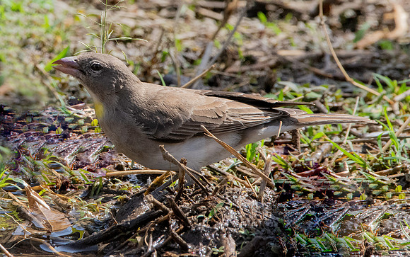 Yellow spotted petronia