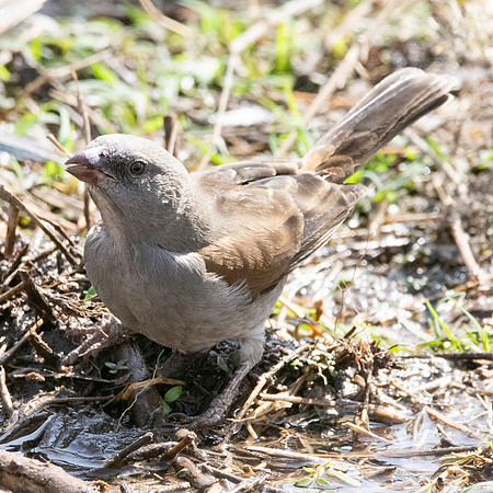 Yellow spotted petronia
