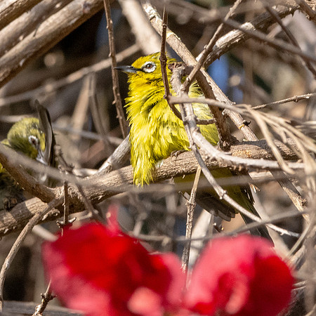 Yellow white eye