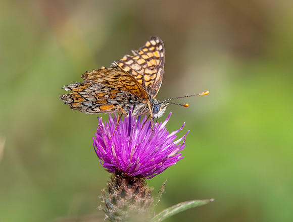 Speckled wood