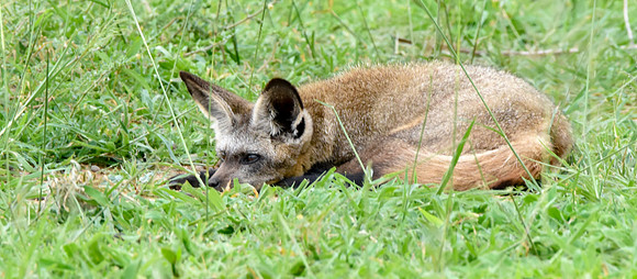Bat eared fox