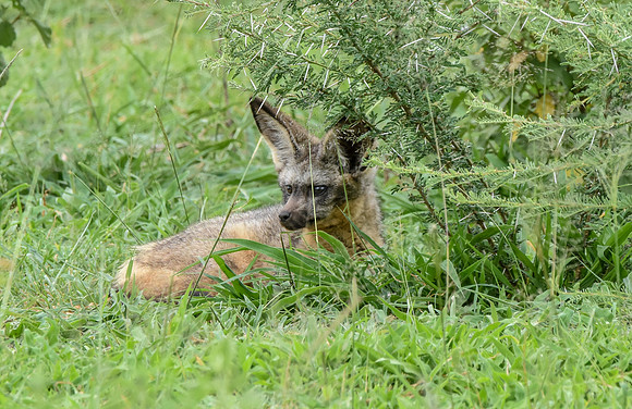 Bat eared fox