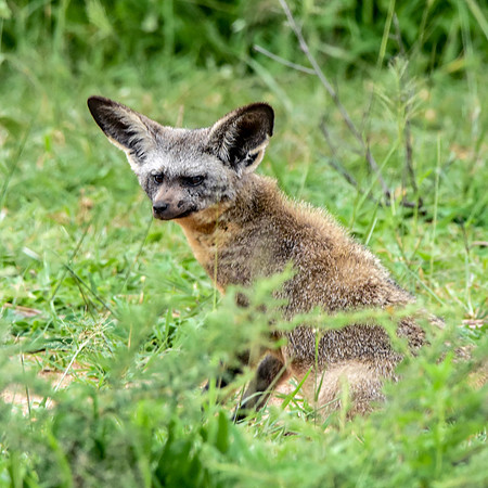 Bat eared fox