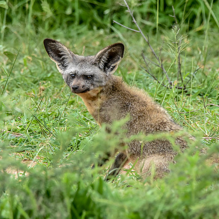 Bat eared fox