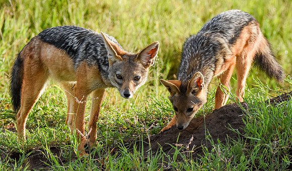 Black backed jackal