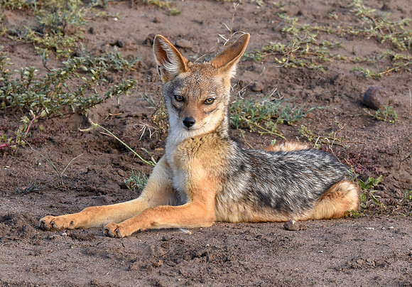 Black backed jackal