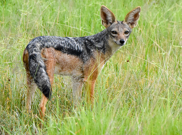 Black backed jackal