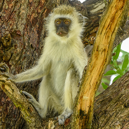 Black faced vervet monkey