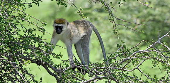 Black faced vervet monkey