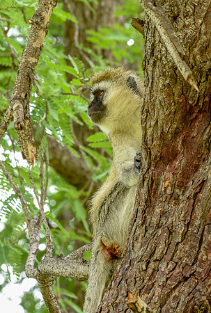 Black faced vervet monkey
