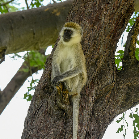 Black faced vervet monkey