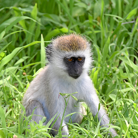 Black faced vervet monkey