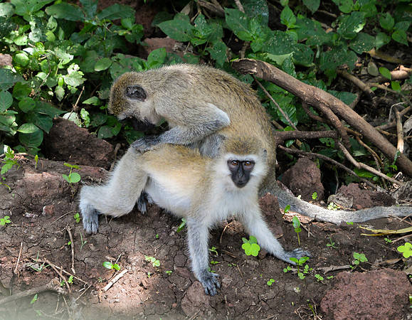 Black faced vervet monkey
