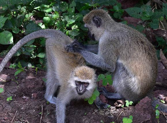 Black faced vervet monkey